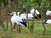 兵庫県立コウノトリの郷公園